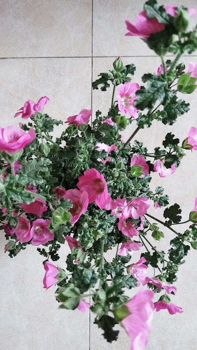 为什么有人喜欢养花,为什么这么多人喜欢养花养鱼