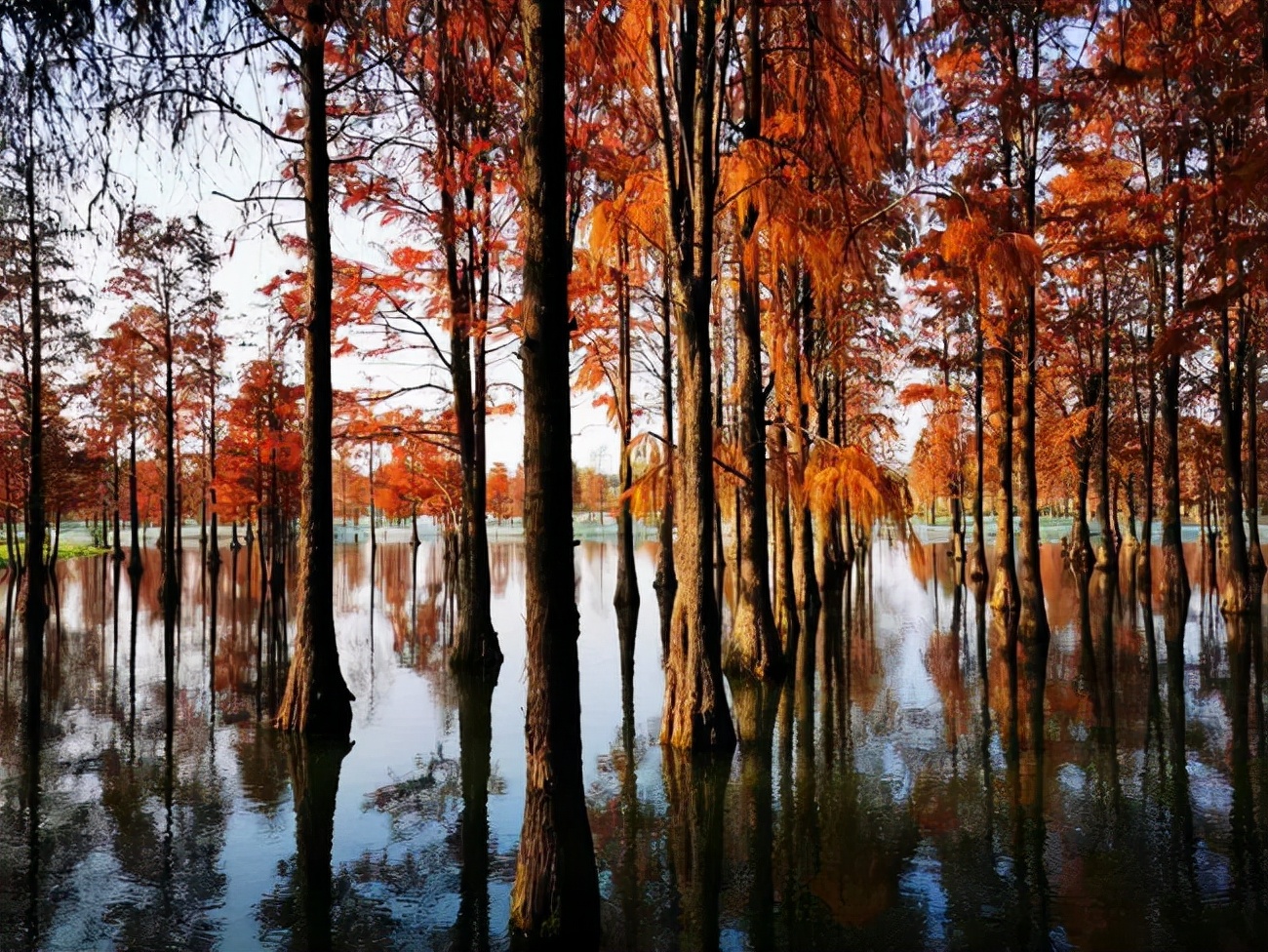 1011月错过它们,等于错过整个秋天!人少清净,随手一拍都是大片