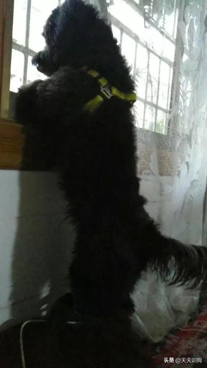 你想对小狗说什么,你想对小狗说什么呢