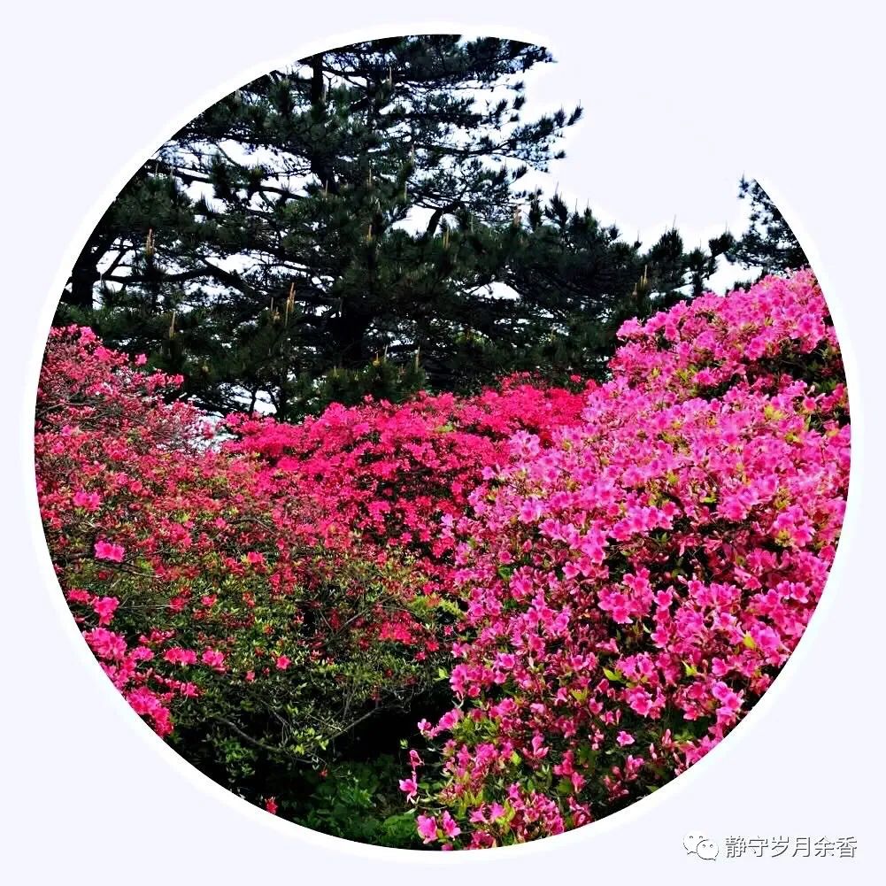 情满龟峰·诗涌花海