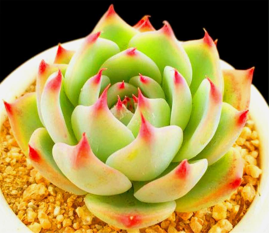 多肉杨贵妃怎样养护,多肉杨玉环