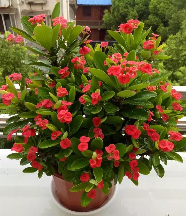 这10种花不怕晒,这3种花不能懒着养