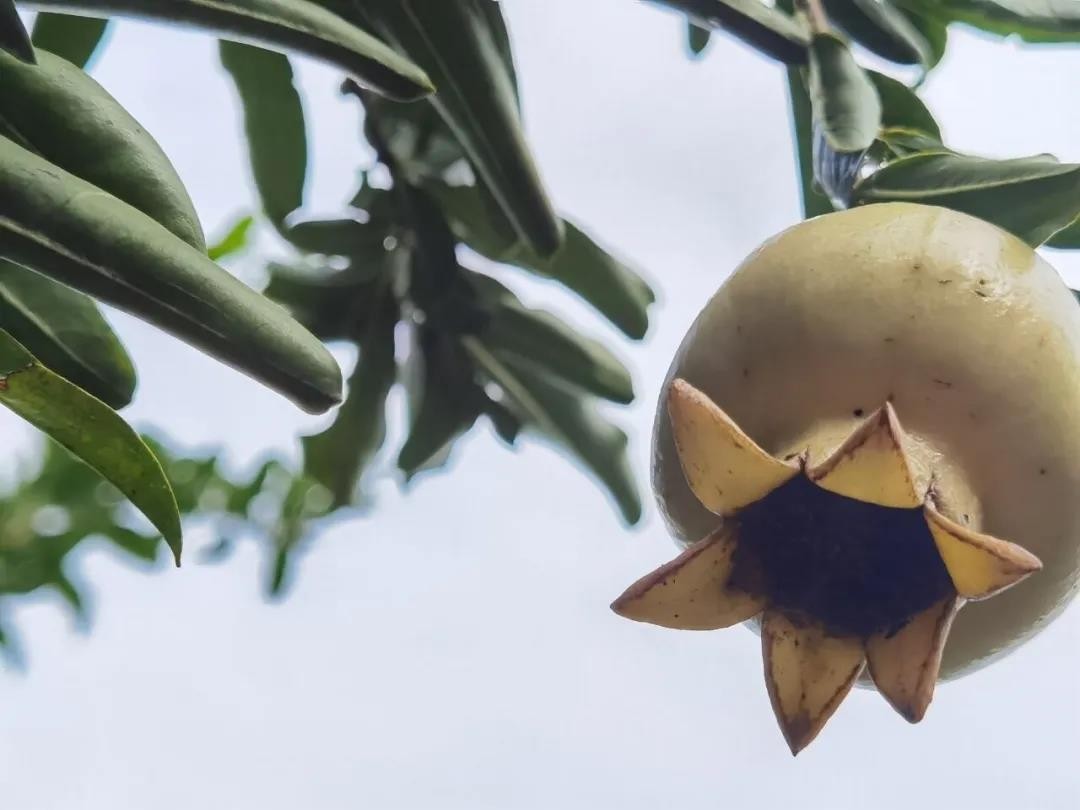 种植抗击疫情药材,抗击疫情的药材种植