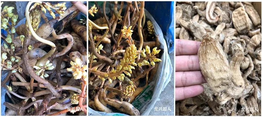 达州道地药材天麻,正宗中药材天麻