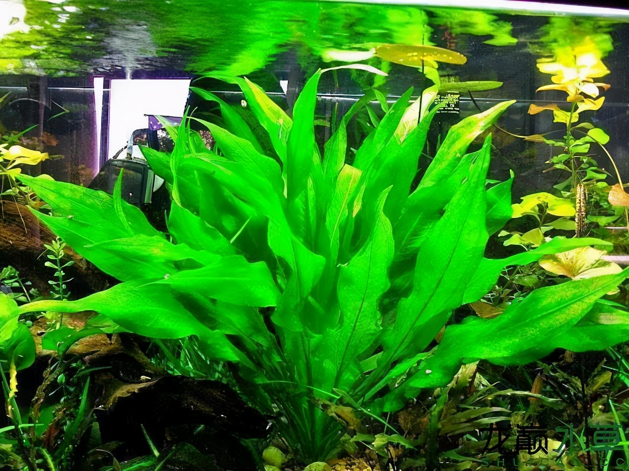鱼缸养水草的主要作用是什么,适合鱼缸养的水草有哪些