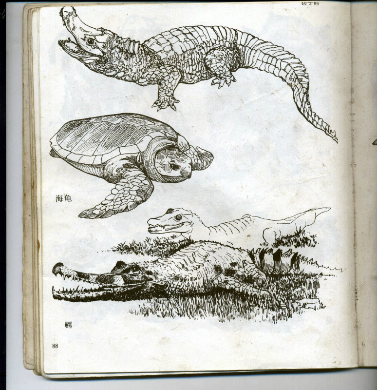 一百幅动物素描,近百幅动物画