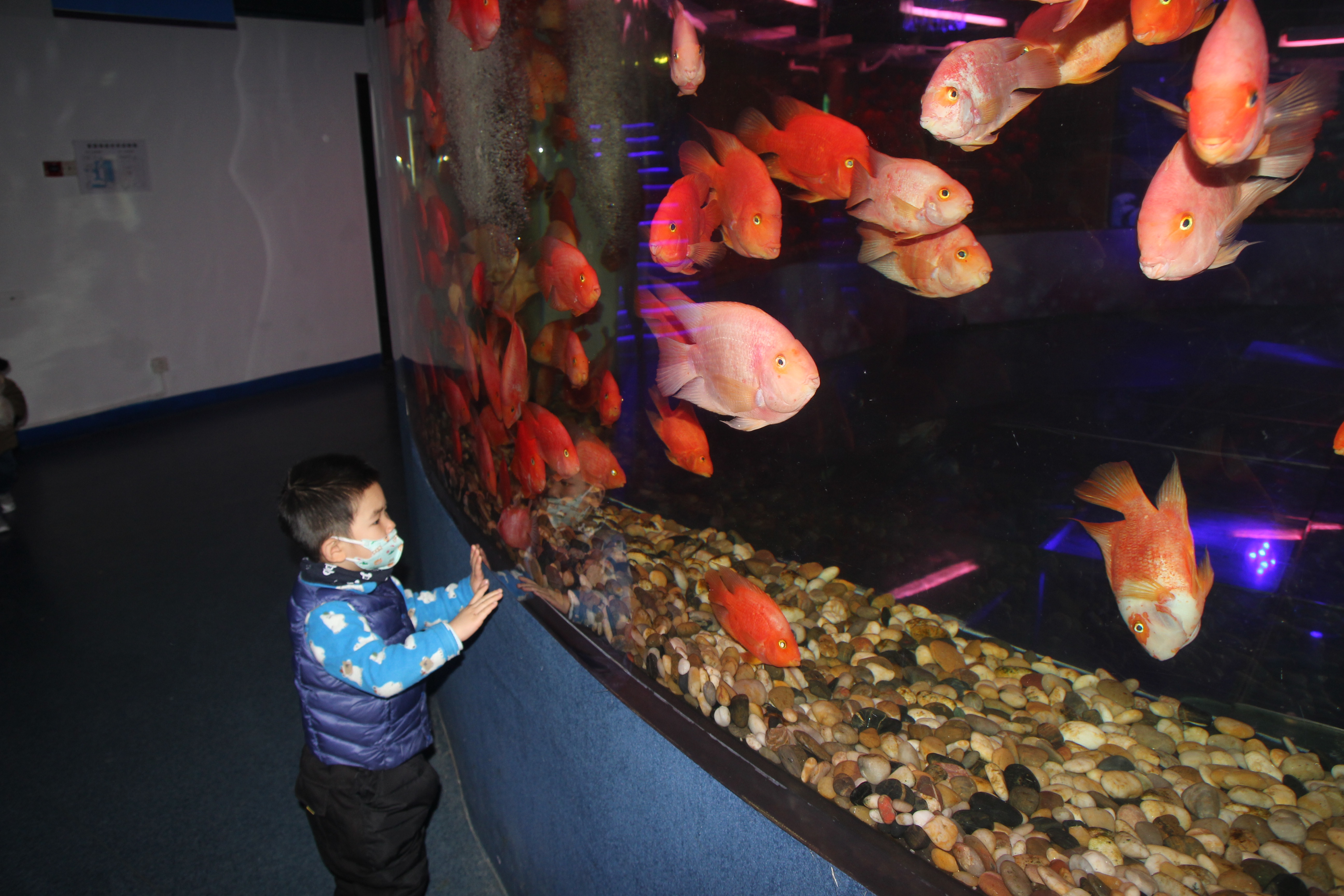 北京海洋馆和海底世界哪个值得玩,北京富国海底世界和海洋馆哪个好