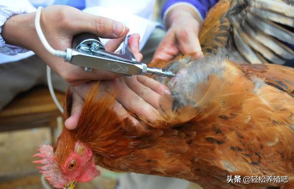 鸡眼睛肿，脸肿是什么病？如何治疗