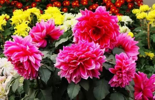 好看又好打理的庭院植物,适合小花园的景观植物