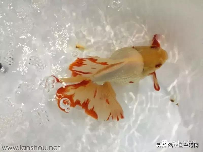 世界金鱼大赛在福州举行,2019中国世界金鱼大赛