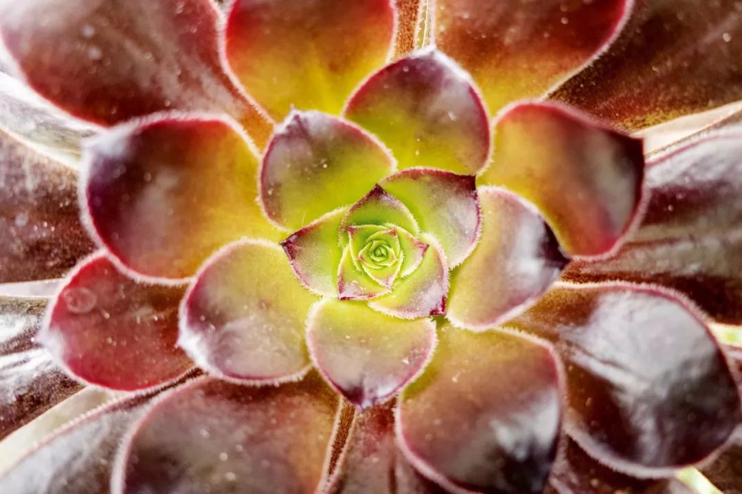 值得新手入门的徕卡相机,目前最值得入手的徕卡相机