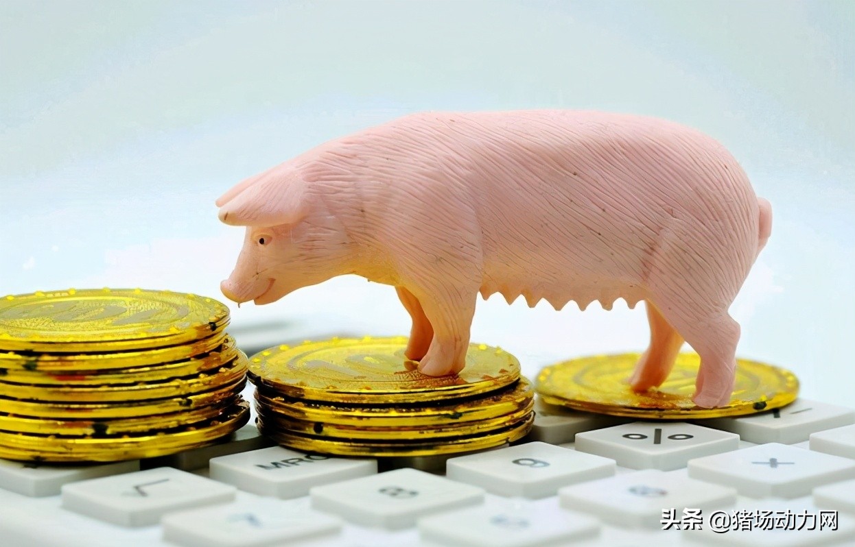 猛涨500元！农业农村部大动作落地，凭什么母猪如此金贵？