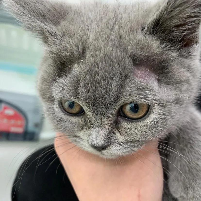 猫咪猫癣家里如何除菌,猫咪得猫癣怎么才能治好