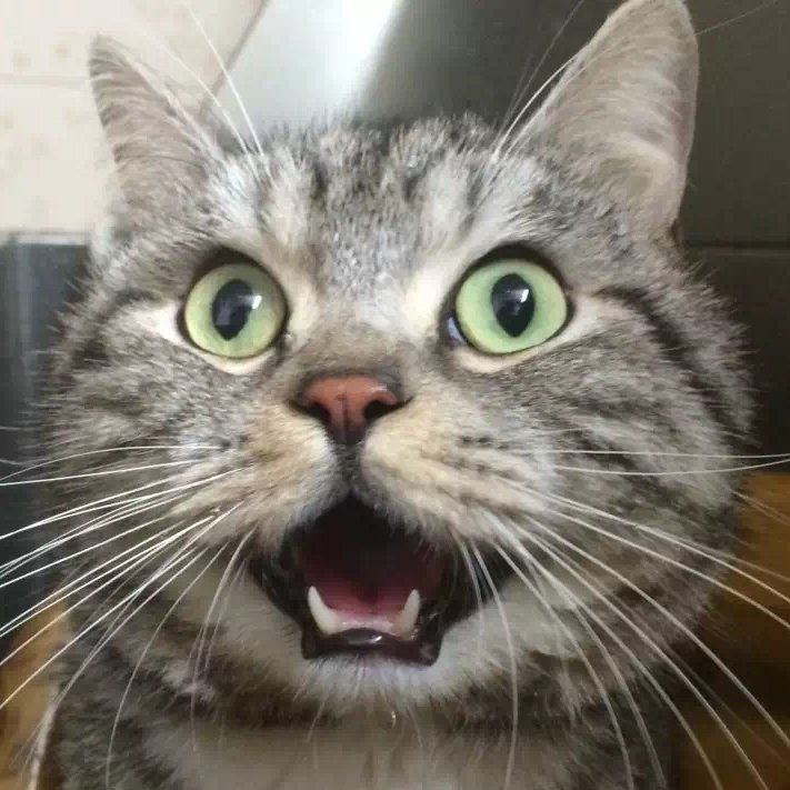 猫咪总是吃猫砂怎么解决,为什么猫咪吃猫砂