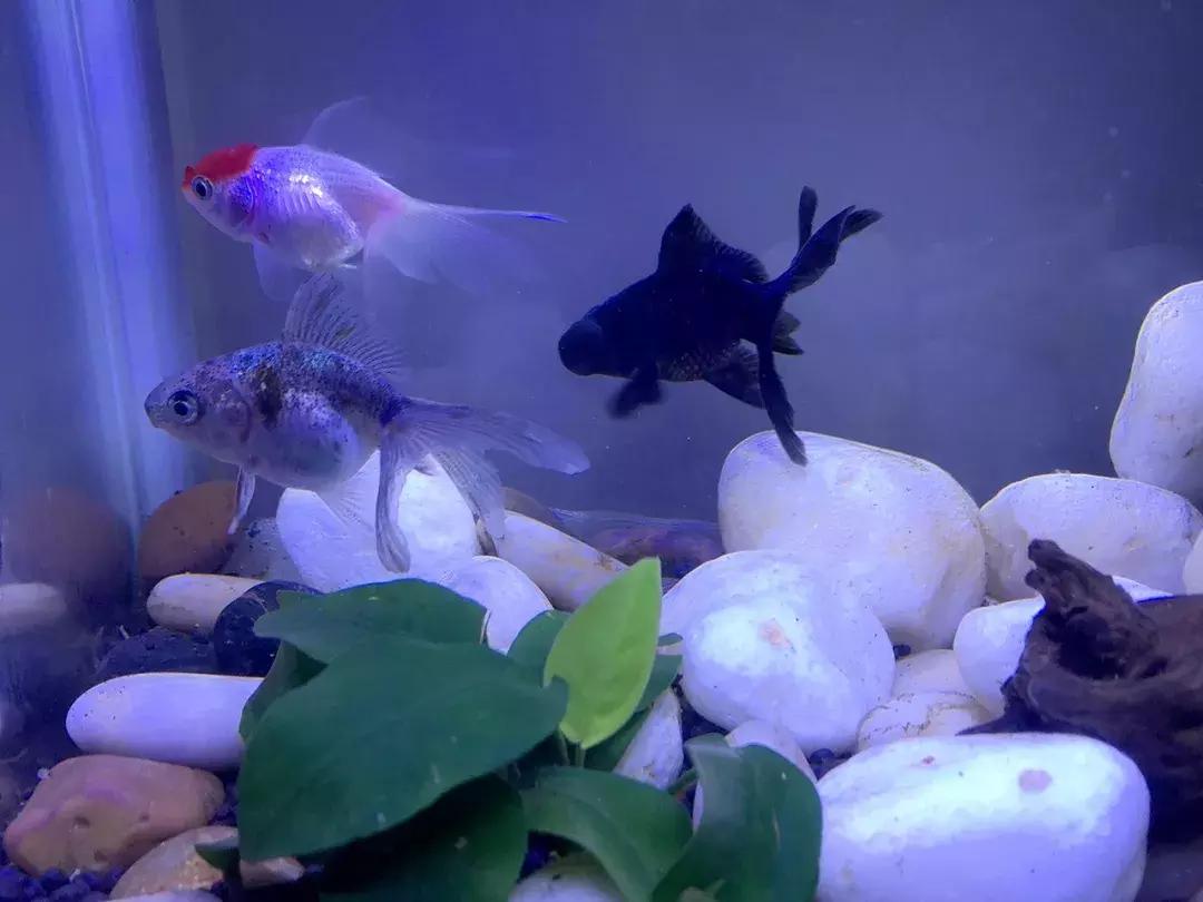 鱼缸加黄粉还能建立硝化系统吗,新手裸缸怎么建立鱼缸硝化系统