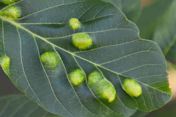 核桃叶上的虫子图片,核桃的虫害