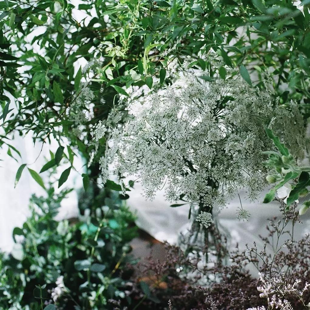 可以在室内燃放的烟花爆竹,植物烟花可以放室内吗