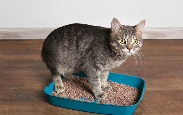 养猫的都是英雄，因为猫尿的味道，跟臭鼬有一拼！