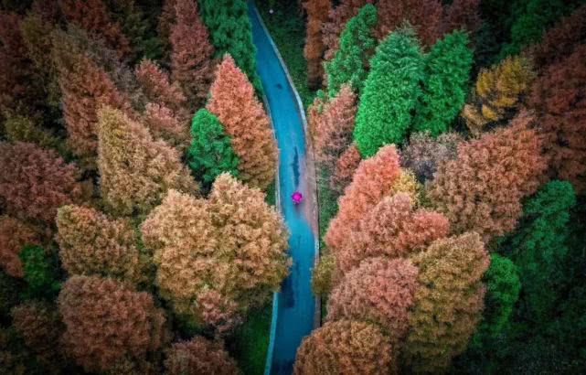 重庆南川金佛山自驾游图片,重庆金佛山自驾游最佳路线