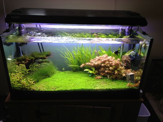 草缸可以不用灯吗,草缸用t5还是t8的灯管