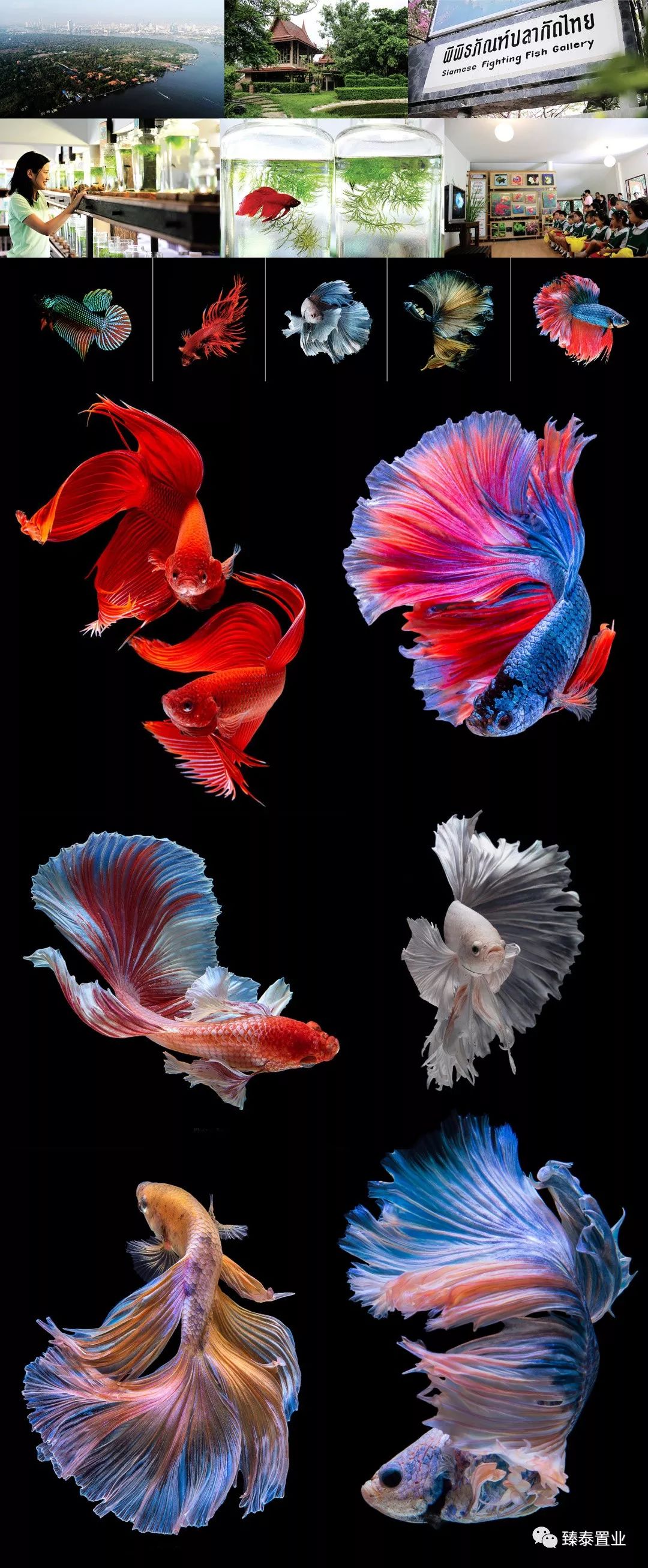 暹罗斗鱼——色与美的战舞