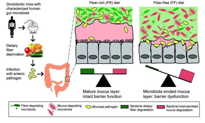 十大高膳食纤维益生菌,膳食纤维微量元素科普