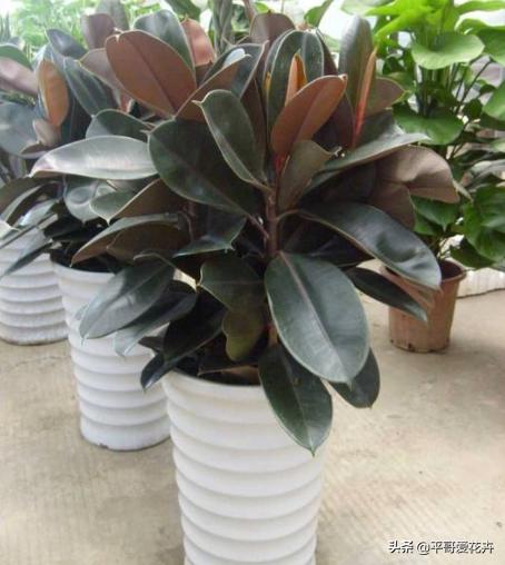 适合客厅养的植物吸甲醛,客厅什么盆栽好吸甲醛好养