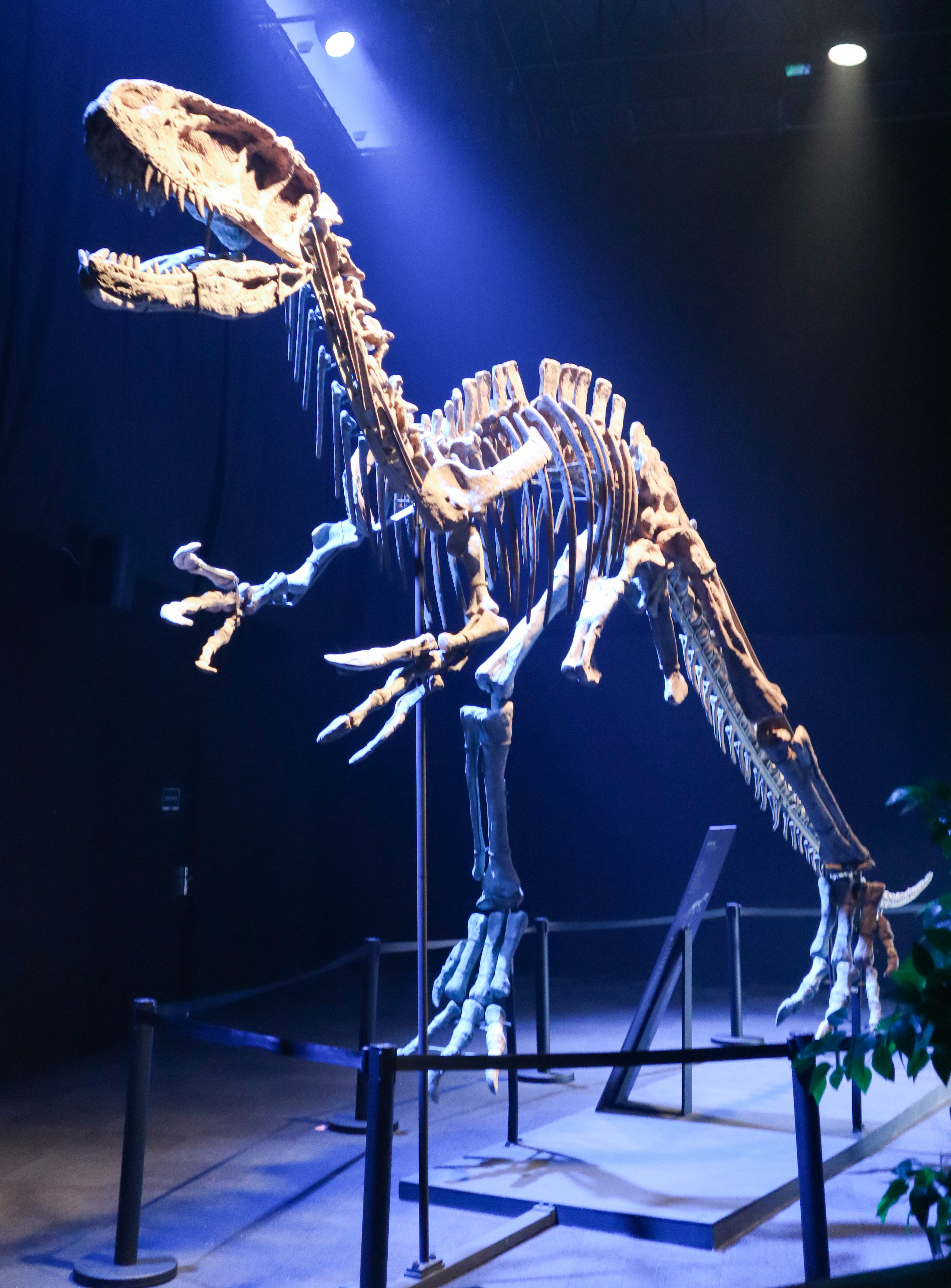 来到侏罗纪公园遇到超真实的恐龙,侏罗纪公园恐龙大探秘