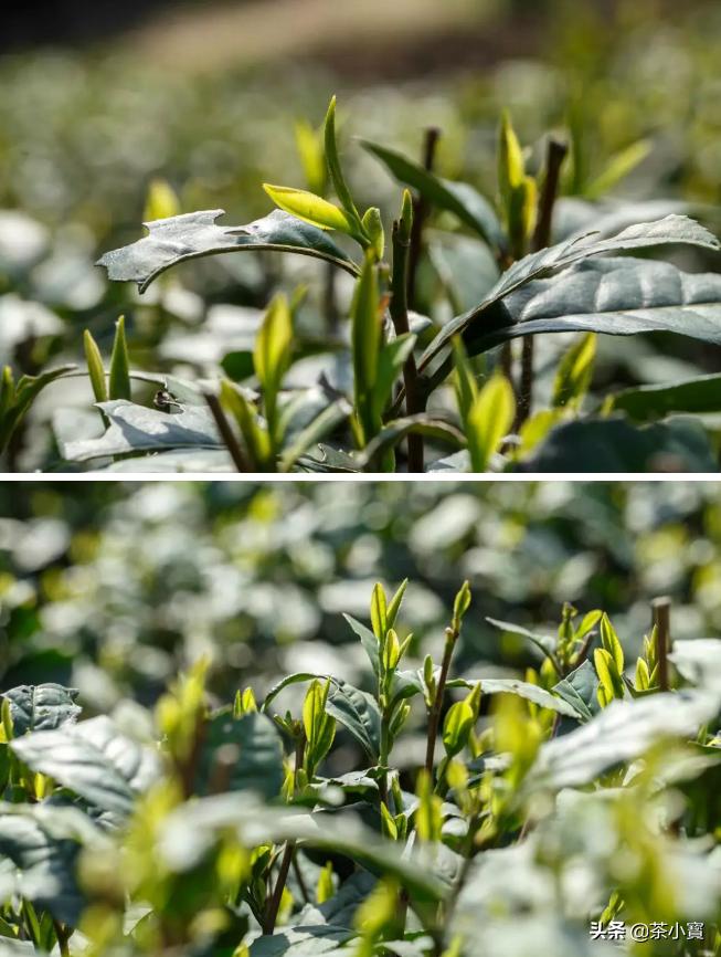 西湖龙井产区的龙井茶正宗吗,正宗西湖龙井茶如何鉴别真伪的