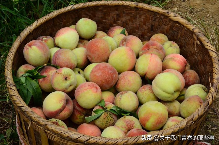 桃农告诉你，桃子没有这条线，就不是自然长熟的，告诉家人别买错