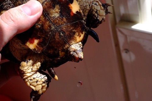 刺颈龟属图片,刺颈龟是保育品种吗