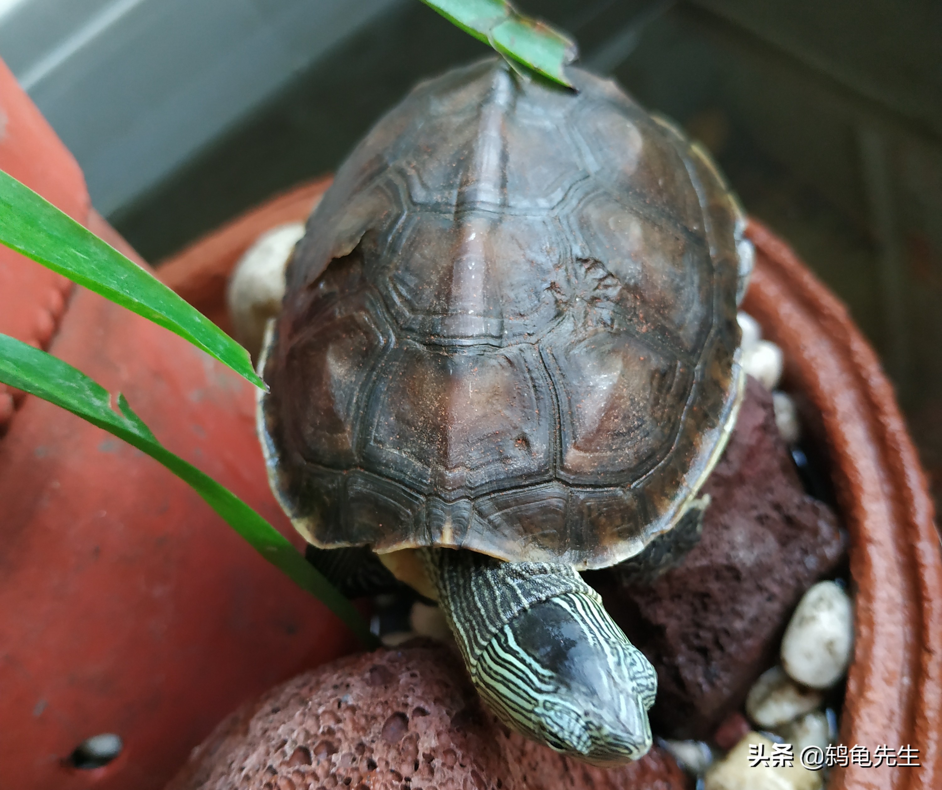 乌龟腐皮腐甲是真菌感染吗,乌龟有了腐皮腐甲会怕水吗