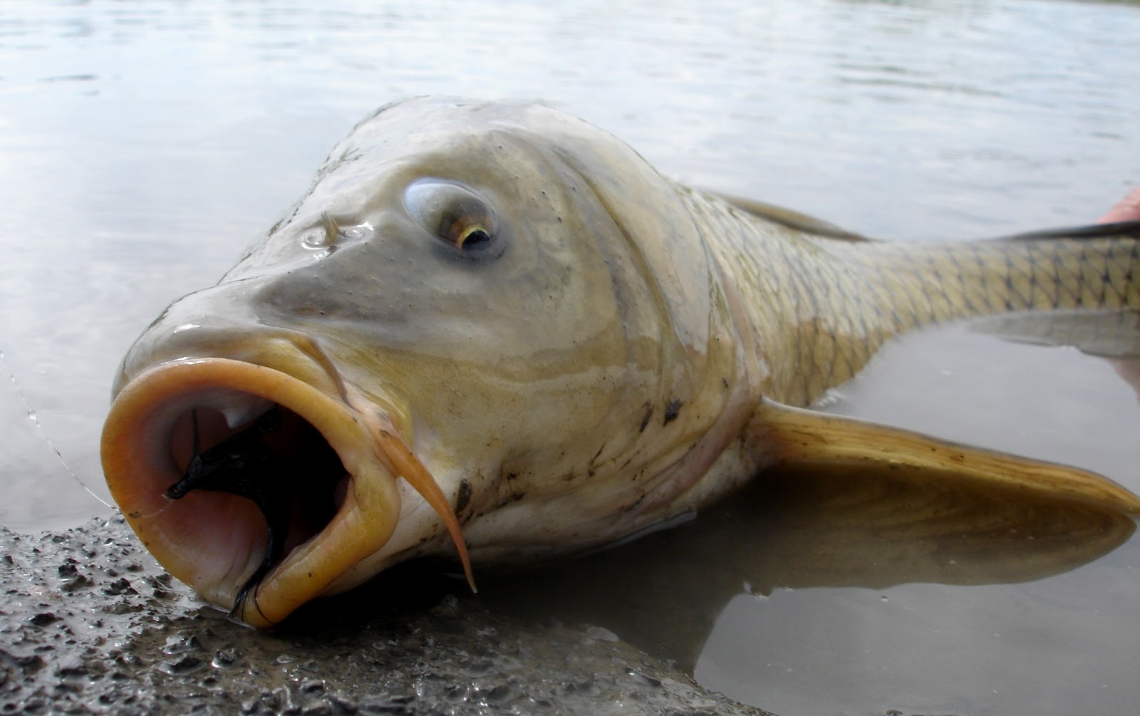 浅谈鱼钩,新手了解鱼钩的知识有哪些