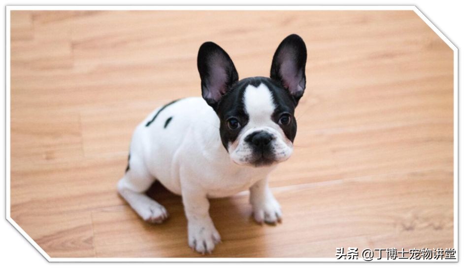 饲养幼犬教学,养宠新手喂食