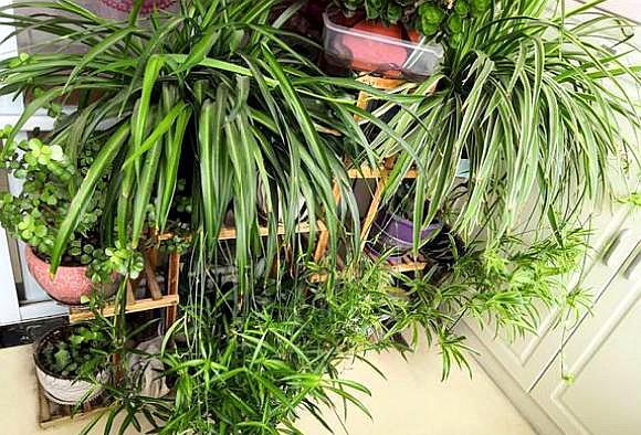 教你几点养吊兰的小方法,养吊兰小技巧