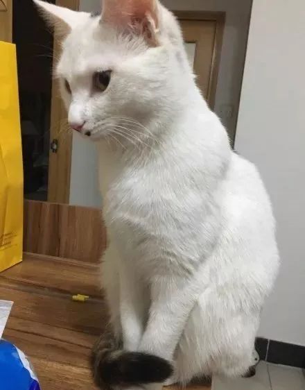 如何学会看猫咪的品相,成年猫咪如何看公母