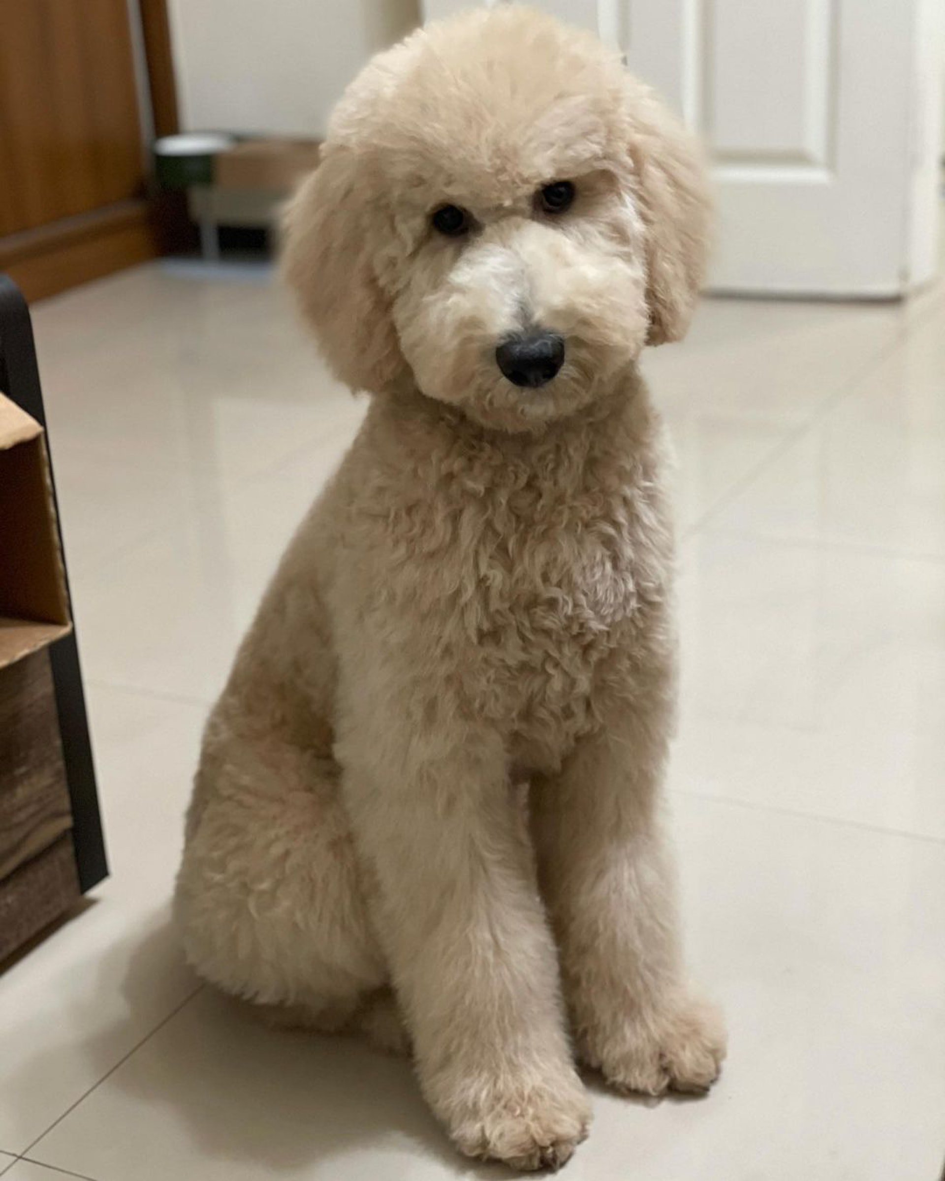 巨型贵宾犬发狂,巨型贵宾犬在家乱叫