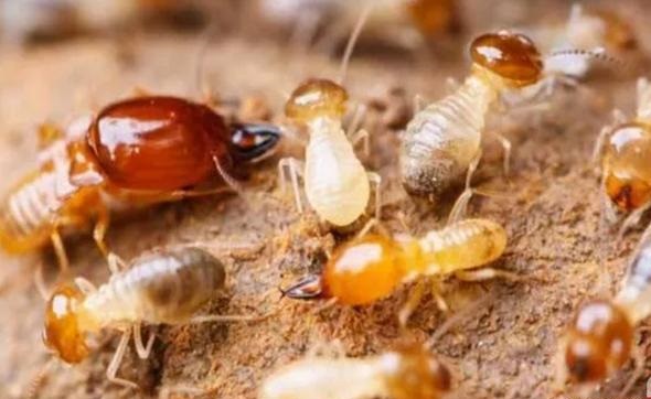 杨梅栽培技术与管理,杨梅种植管理技术