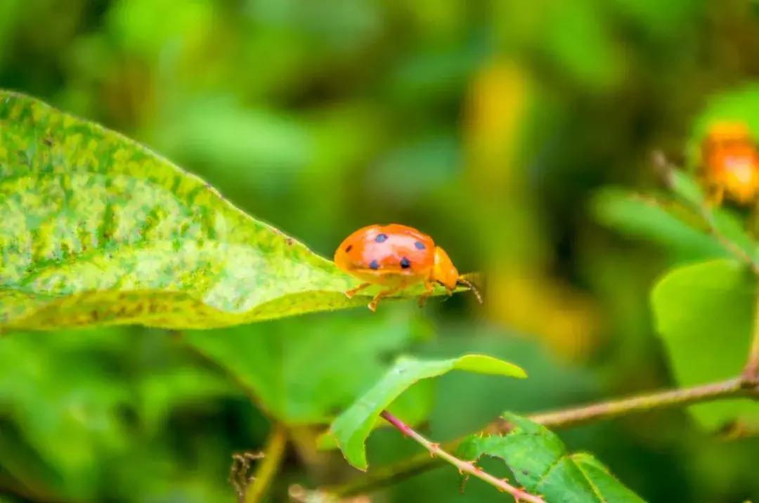 小暑至觅一处清凉守一处静,酷暑难耐寻一份心静觅一处清凉
