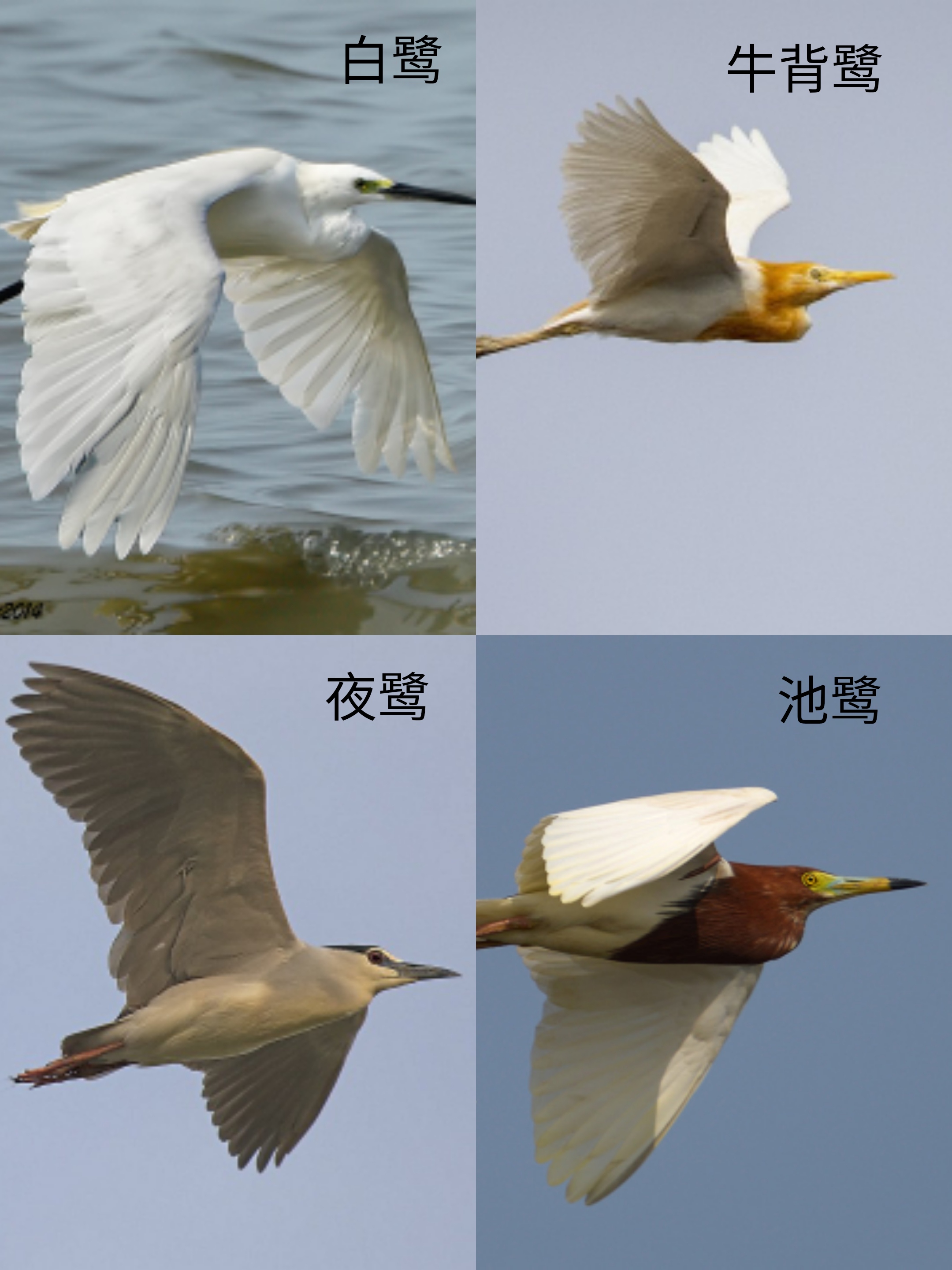 浣犵湡鐨勮璇嗘捣楦ュ悧,浣犵湡鐨勮璇嗚崰鑿滃悧