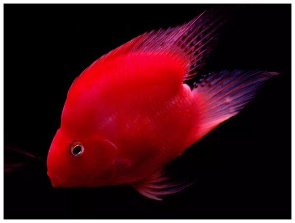 财神鱼哪种比较漂亮,起头财神鱼