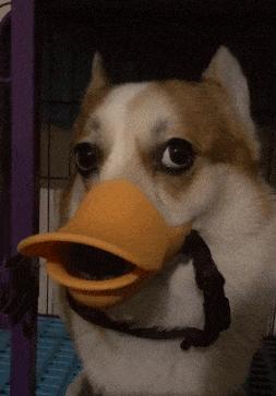 球不是这样踢滴搞笑图片,足球趣图搞笑图片