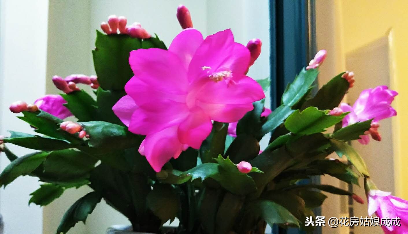 蟹爪兰花谢了后怎么养,蟹爪兰花谢后养殖方法