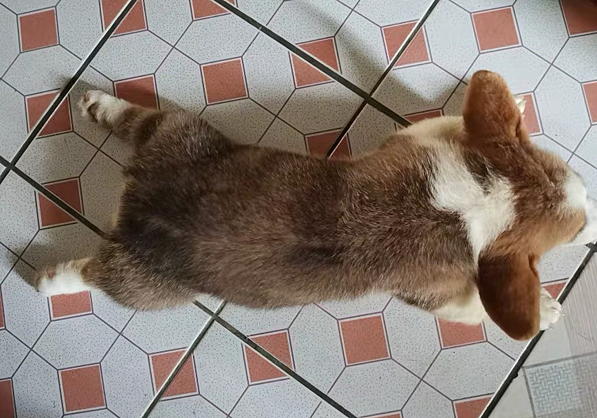 狗狗骨质增生可以补钙吗,狗吃什么可以防止骨质疏松