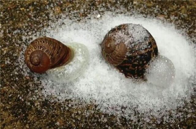 蜗牛遇到盐就会变成一滩水的视频,为什么蜗牛遇到盐就会化成一滩水