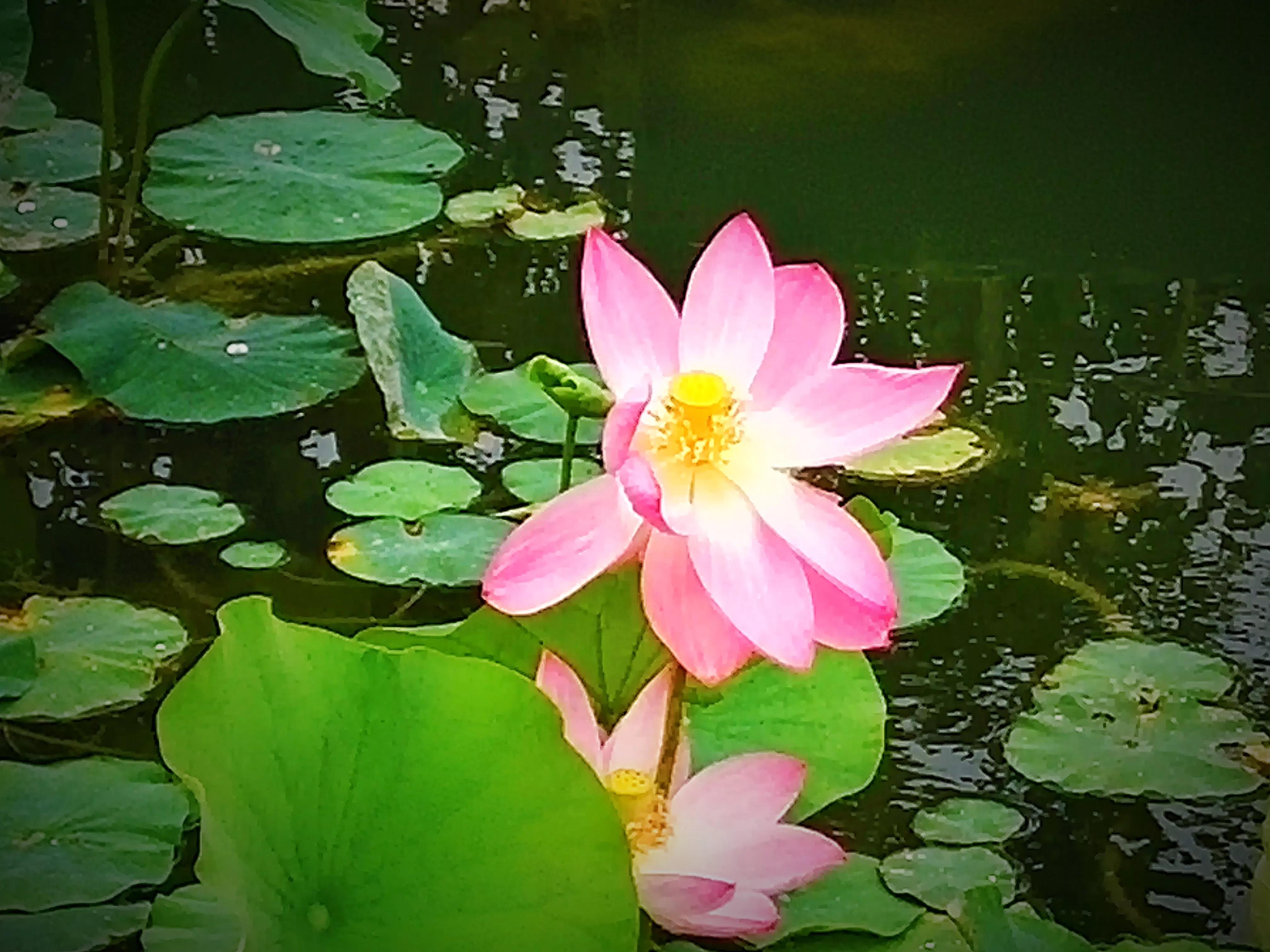 池塘里的荷花开了吗,池塘里的荷花开了表示什么