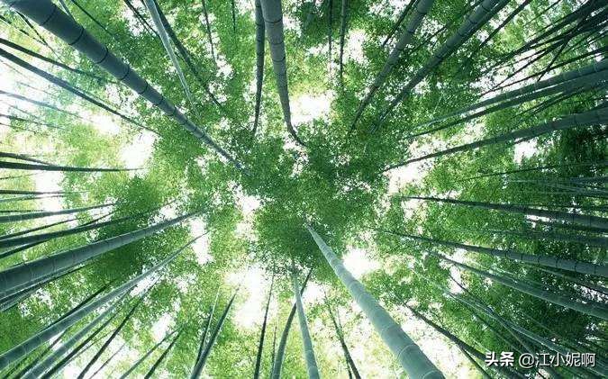 2018中国横县茉莉之乡,茉莉之乡横县