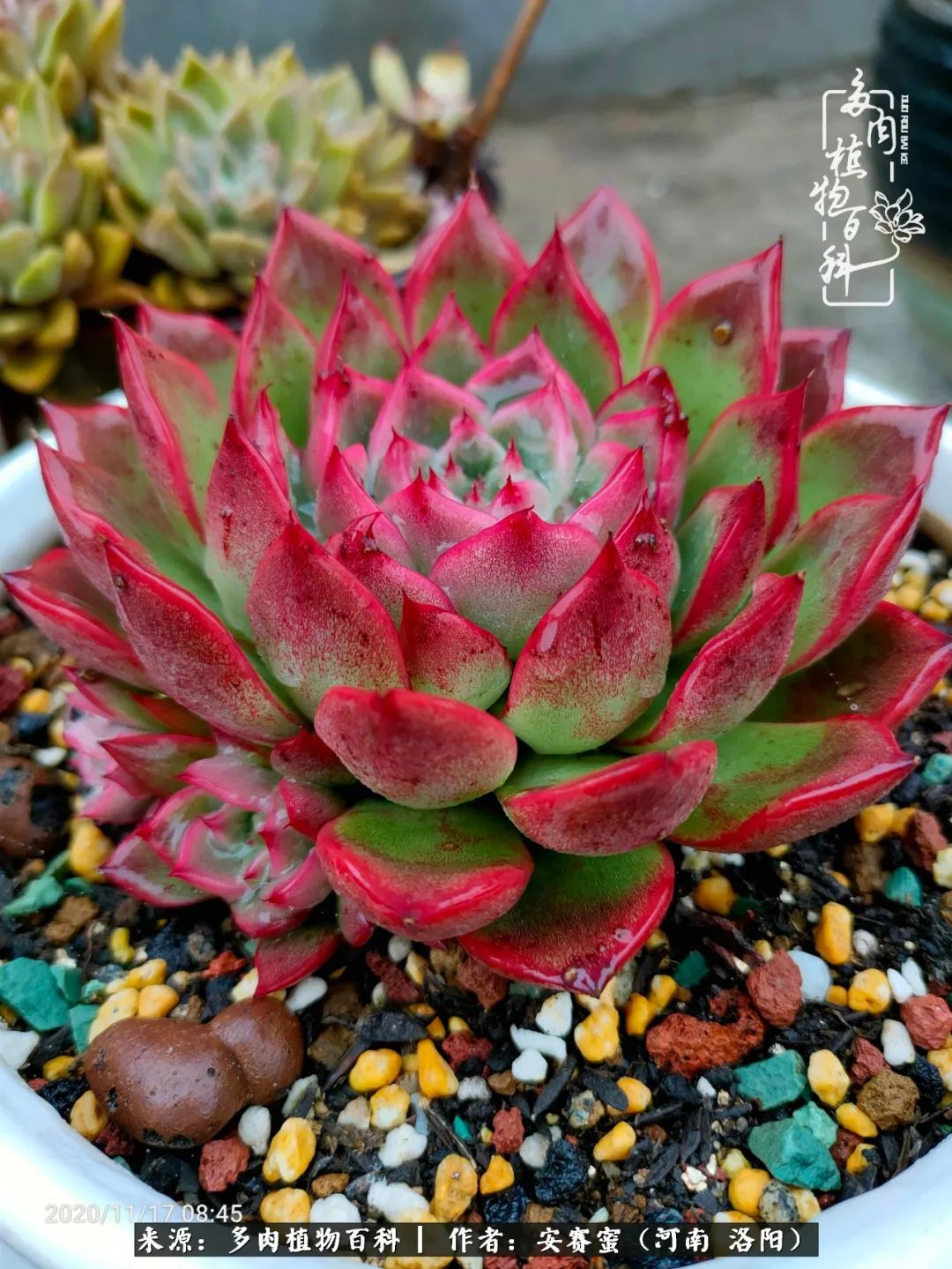 现在是多肉最美的季节,多肉最美的季节来啦