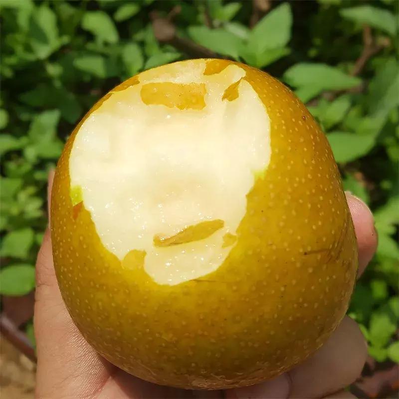 秋季润喉吃哪种梨比较好吃,秋燥吃什么梨最好吃