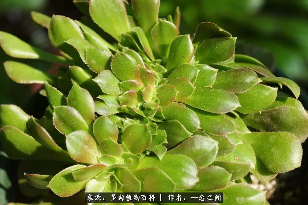 多肉牛群里的“七福神”（下）：男神篇！